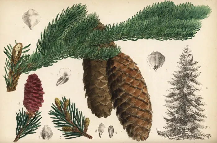 Framed Print : Spruce fir or Norway spruce, Picea abies Framed Print : Spruce fir or Norway spruce, Picea abies