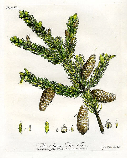 Spruce Fir Tree
