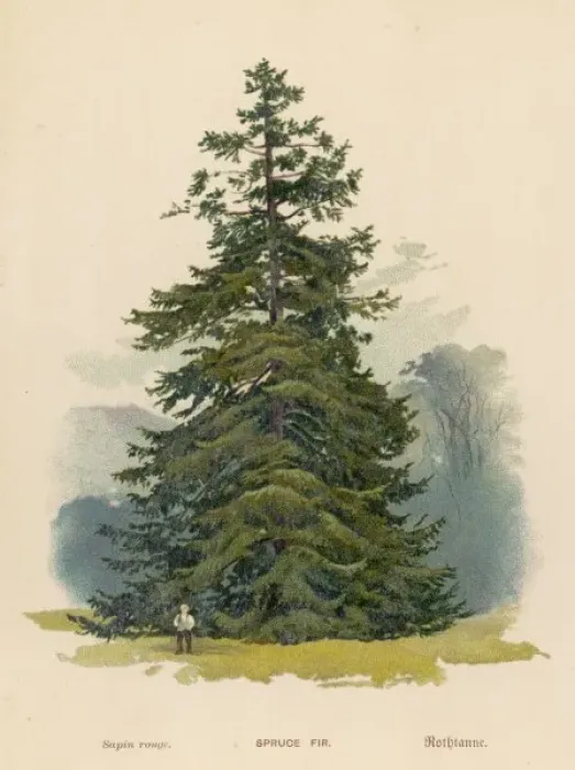 Framed Print : Spruce Fir Tree Framed Print : Spruce Fir Tree