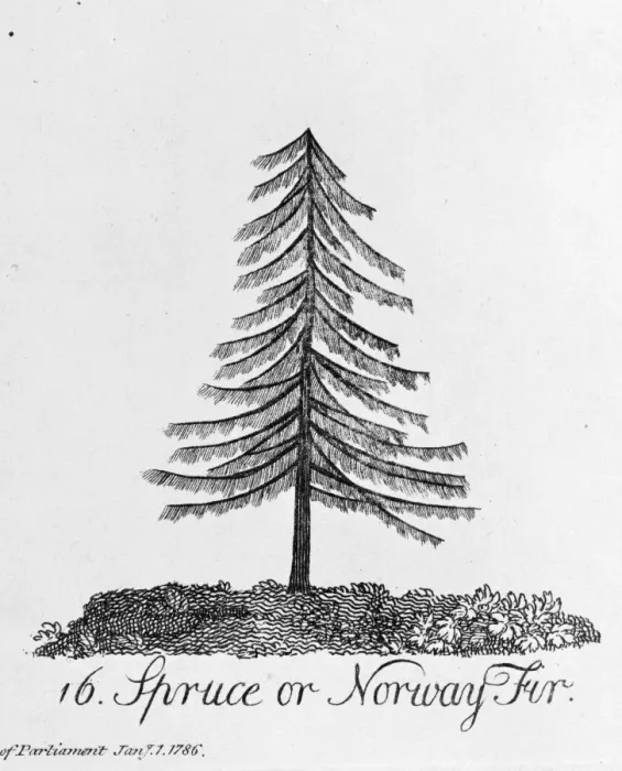 Framed Print : Spruce or Norway Fir Framed Print : Spruce or Norway Fir