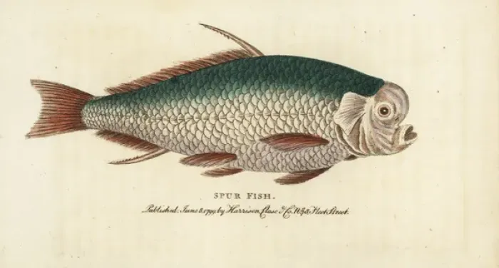 Framed Print : Spur fish, unidentified species Framed Print : Spur fish, unidentified species