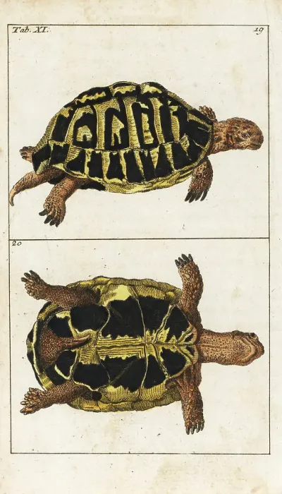 Framed Print : Spur-thighed tortoise or Greek tortoise, Testudo graeca Framed Print : Spur-thighed tortoise or Greek tortoise, Testudo graeca
