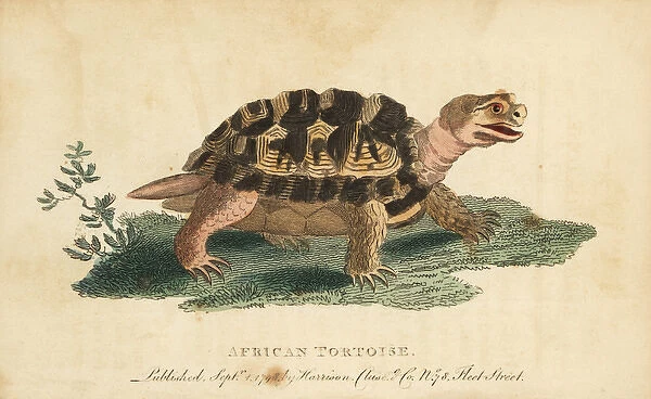 Spur-thighed tortoise, Testudo graeca