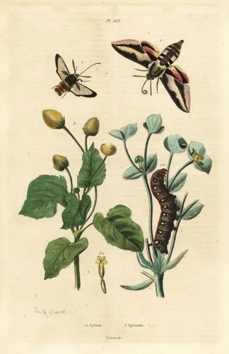 Framed Print : Spurge hawk-moth, hornet moth and toothache plant Framed Print : Spurge hawk-moth, hornet moth and toothache plant