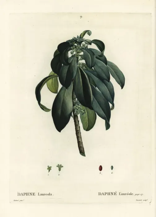 Framed Print : Spurge laurel, Daphne laureola Framed Print : Spurge laurel, Daphne laureola