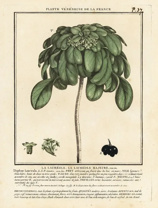 Framed Print : Spurge laurel, Daphne laureola Framed Print : Spurge laurel, Daphne laureola