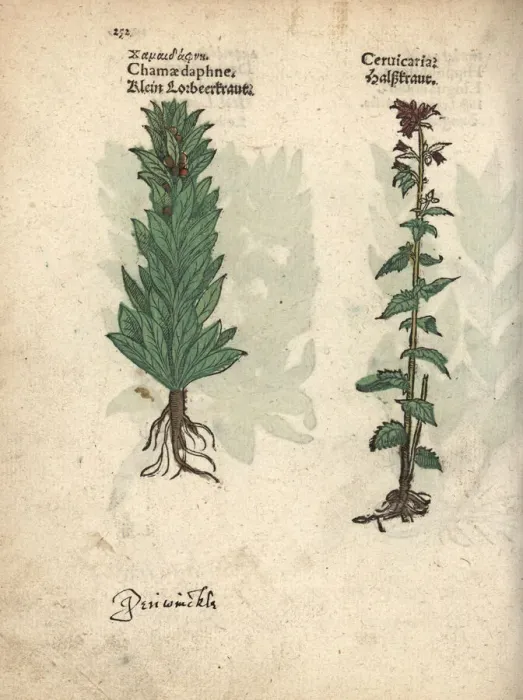 Framed Print : Spurge laurel, Daphne laureola, and bristly Framed Print : Spurge laurel, Daphne laureola, and bristly