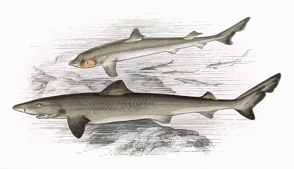 Squalus Galeus, or Toper (adult and young)