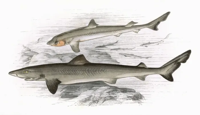 Framed Print : Squalus Galeus, or Toper (adult and young) Framed Print : Squalus Galeus, or Toper (adult and young)