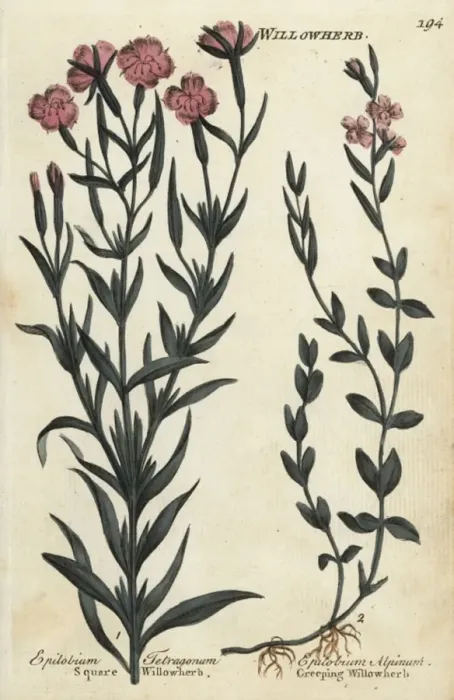 Framed Print : Square willowherb and creeping willowherb