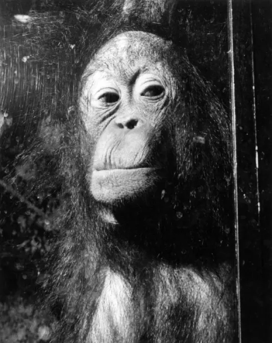 Framed Print : Squashed Orangutan Framed Print : Squashed Orangutan