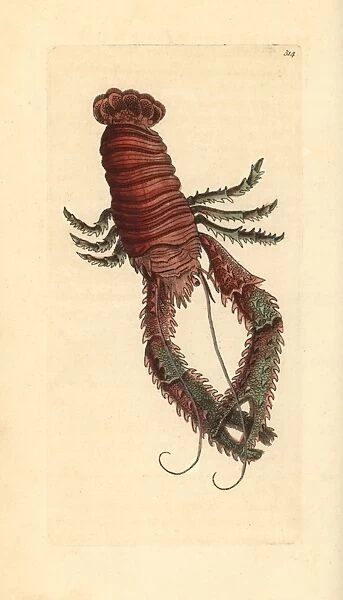 Squat lobster, Galathea strigosa
