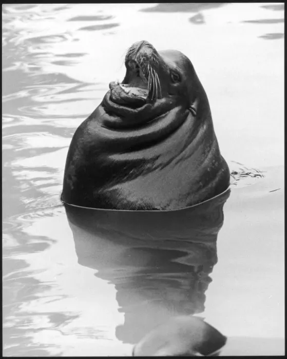 Framed Print : Squealing Seal Framed Print : Squealing Seal
