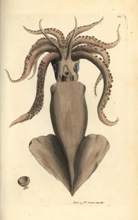 Framed Print : Squid, Loligo vulgaris Framed Print : Squid, Loligo vulgaris