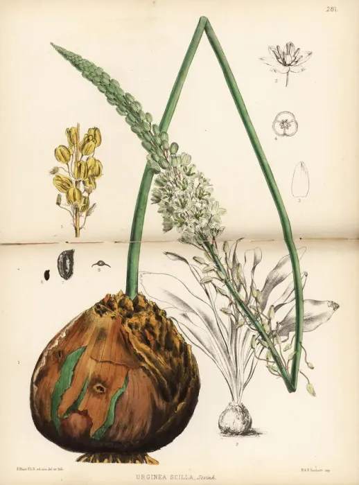Framed Print : Squill, Drimia maritima Framed Print : Squill, Drimia maritima