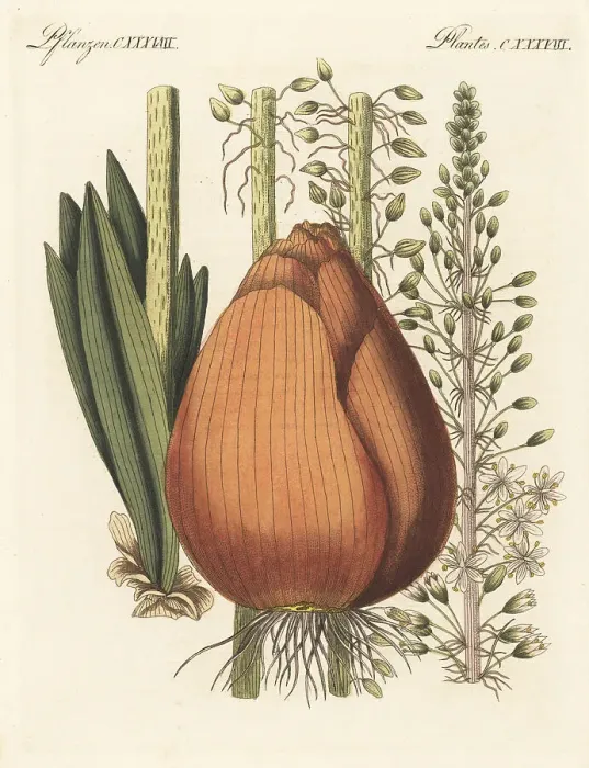 Framed Print : Squill, Drimia maritima Framed Print : Squill, Drimia maritima
