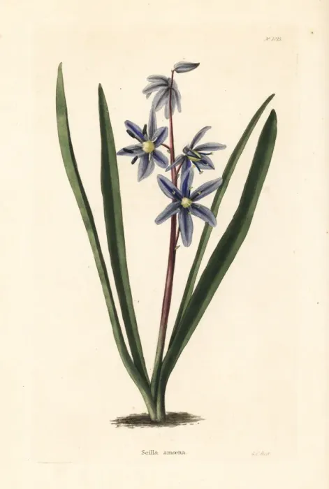 Framed Print : Squill, Scilla amoena Framed Print : Squill, Scilla amoena