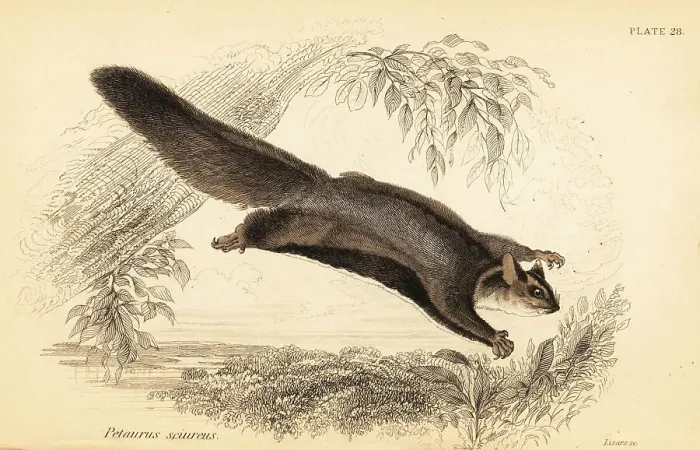 Framed Print : Squirrel glider, Petaurus norfolcensis Framed Print : Squirrel glider, Petaurus norfolcensis