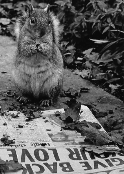 Squirrel reading a tabloid newspaper