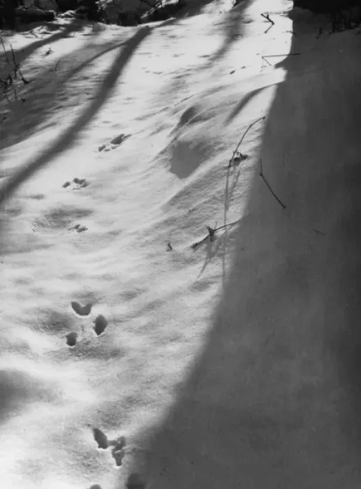 Framed Print : Squirrel Tracks in Snow Framed Print : Squirrel Tracks in Snow