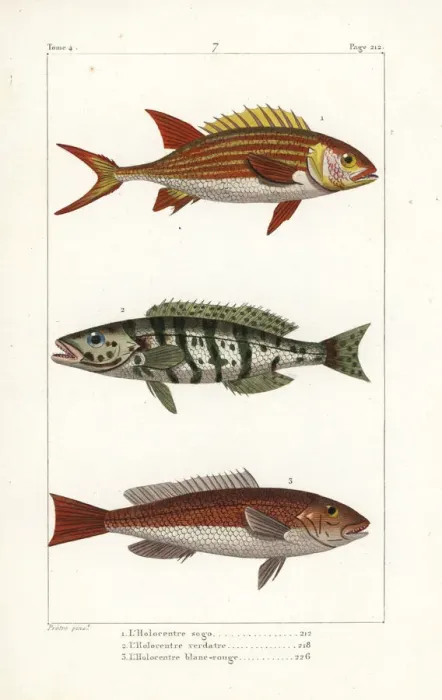 Framed Print : Squirrelfish, comber and redcoat Framed Print : Squirrelfish, comber and redcoat