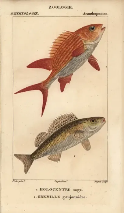 Framed Print : Squirrelfish, Holocentrus adscensionis Framed Print : Squirrelfish, Holocentrus adscensionis