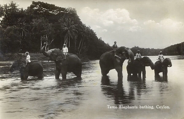 Sri Lanka - Elephants (with their Mahouts) bathing in river