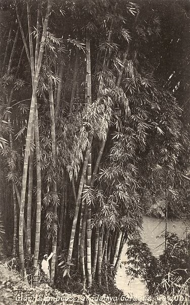 Sri Lanka - Giant Bamboo Plants