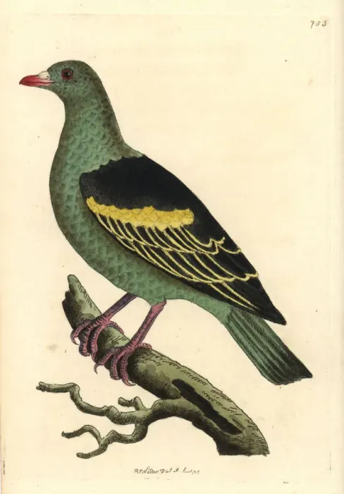 Framed Print : Sri Lanka green pigeon, Treron pompadora Framed Print : Sri Lanka green pigeon, Treron pompadora