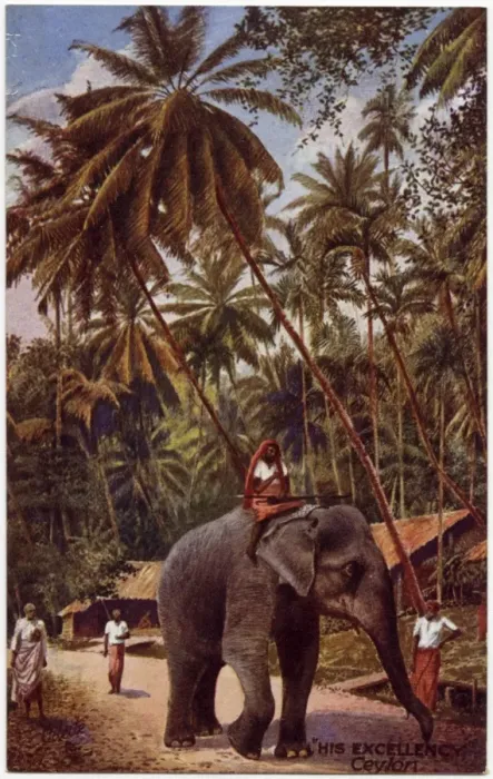Framed Print : Sri Lanka - Working Elephant known as His Excellency Framed Print : Sri Lanka - Working Elephant known as His Excellency