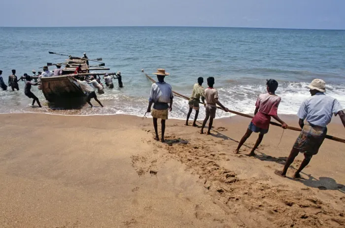 Framed Print : Sri Lankan beach fishermen hauling nets - 2 Framed Print : Sri Lankan beach fishermen hauling nets - 2