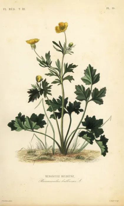 Framed Print : St. Anthonys turnip or bulbous buttercup Framed Print : St. Anthonys turnip or bulbous buttercup