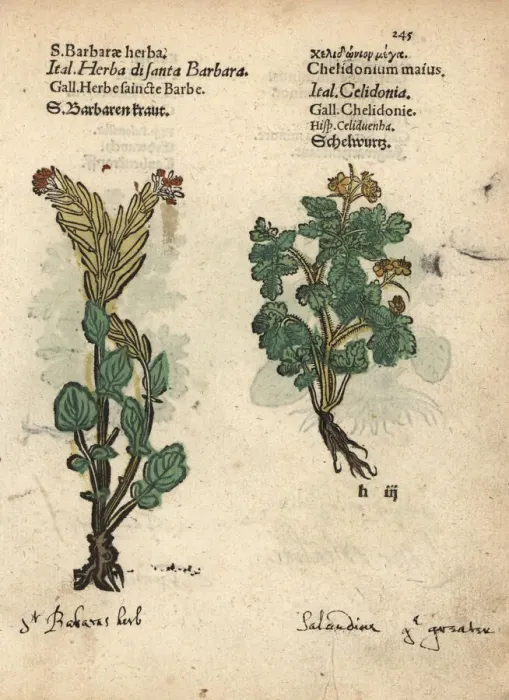 Framed Print : St. Barbaras herb, Barbarea vulgaris Framed Print : St. Barbaras herb, Barbarea vulgaris