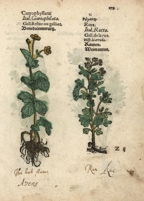 Framed Print : St. Benedicts Herb, Geum urbanum, and common