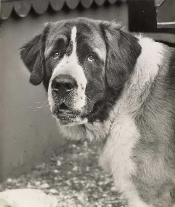 Framed Print : St. Bernard Framed Print : St. Bernard