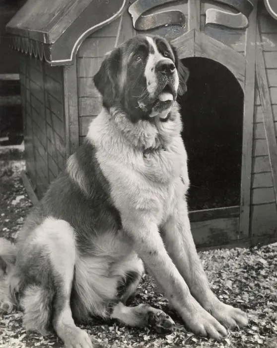 Framed Print : St. Bernard Framed Print : St. Bernard