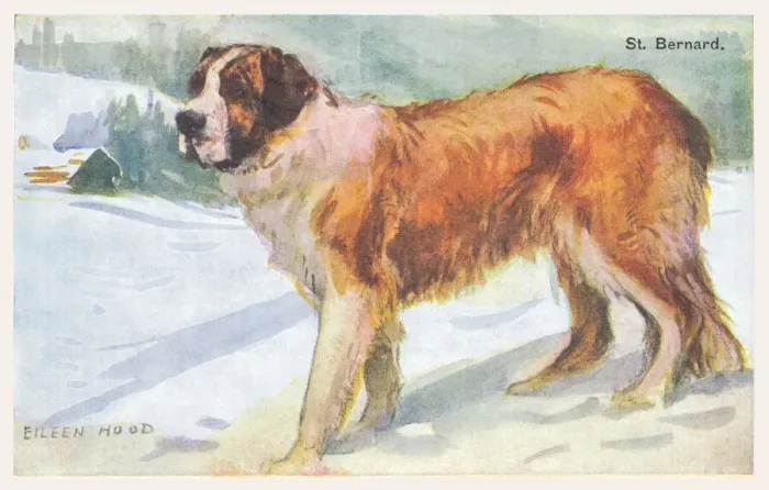 Framed Print : St Bernard Dog Framed Print : St Bernard Dog