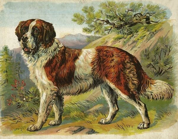 St Bernard dog in a landscape