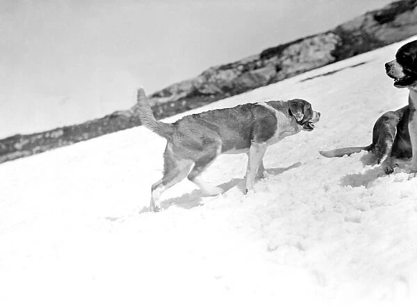 St. Bernard Dogs in Snow