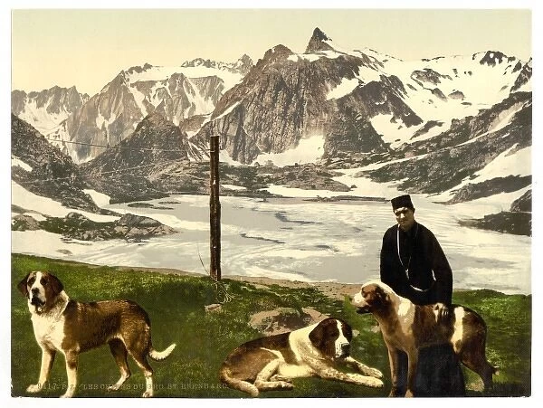 St. Bernard dogs, Valais, Alps of, Switzerland