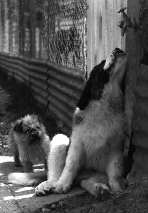 Framed Print : St Bernard drinking from a tap Framed Print : St Bernard drinking from a tap