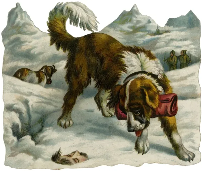 Framed Print : St Bernard Finds Someone Framed Print : St Bernard Finds Someone