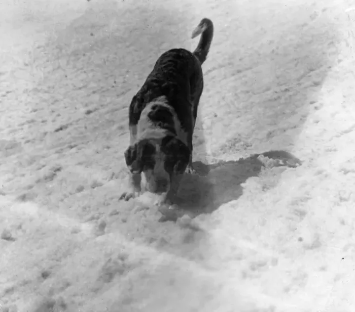 Framed Print : St. Bernard in the Snow Framed Print : St. Bernard in the Snow