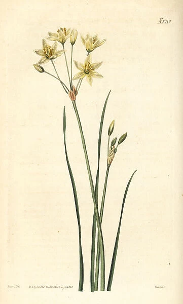 St Bernards lily, Anthericum liliago