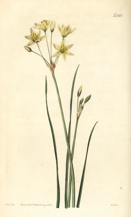 Framed Print : St Bernards lily, Anthericum liliago Framed Print : St Bernards lily, Anthericum liliago