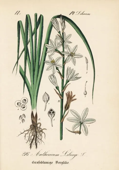 Framed Print : St Bernards lily, Anthericum liliago Framed Print : St Bernards lily, Anthericum liliago