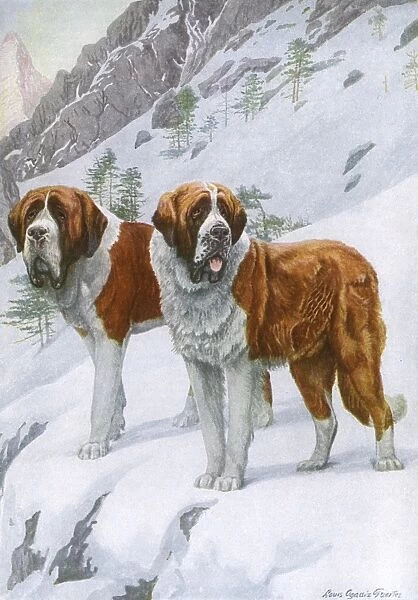Two St Bernards in Snow