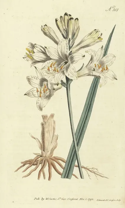 Framed Print : St. Bruno's lily, Paradisea liliastrum Framed Print : St. Bruno's lily, Paradisea liliastrum