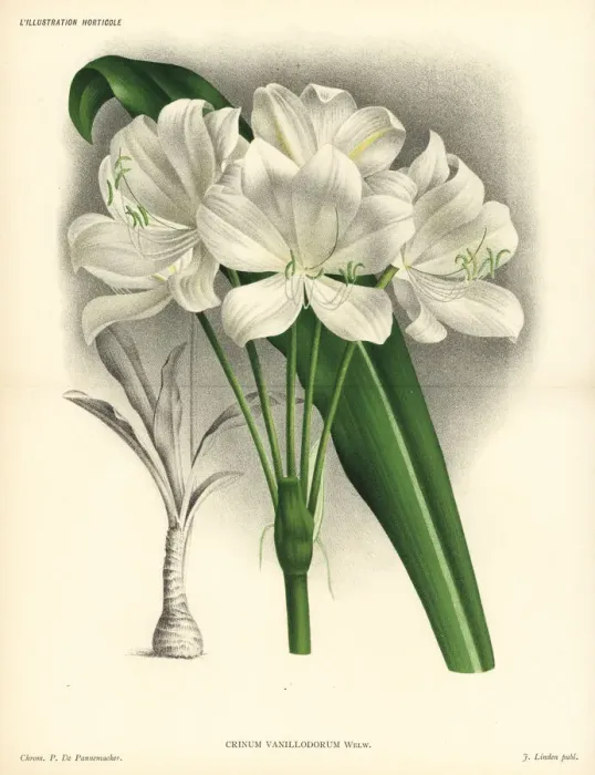 Framed Print : St. Christopher lily, Crinum jagus Framed Print : St. Christopher lily, Crinum jagus