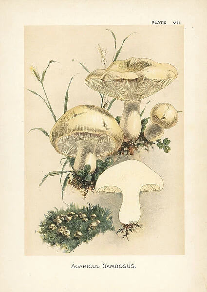 St. Georges mushroom, Calocybe gambosa
